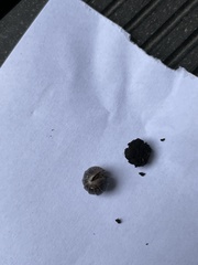 Armadillidium vulgare