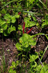 Acalypha glandulifolia