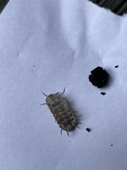 Armadillidium vulgare