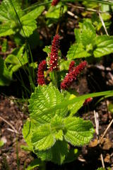 Acalypha glandulifolia