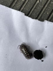 Armadillidium vulgare