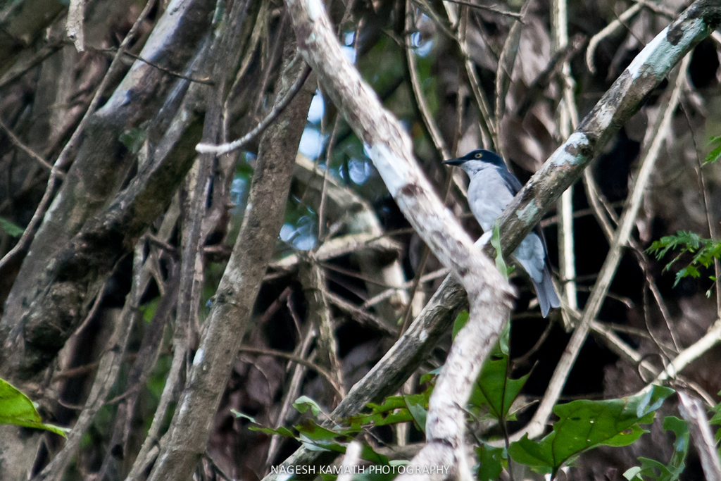 Woodshrikes