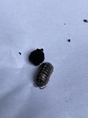 Armadillidium vulgare