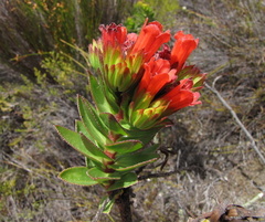 Lobostemon sanguineus