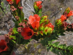 Lobostemon sanguineus