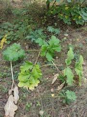 Heracleum sosnowskyi