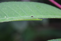 Sinomantis denticulata