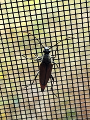 Lepturobosca chrysocoma