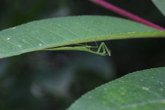 Sinomantis denticulata