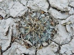 Coryphantha difficilis