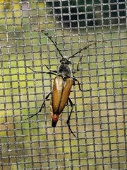 Lepturobosca chrysocoma