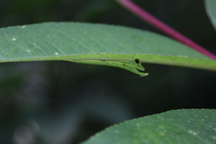 Sinomantis denticulata