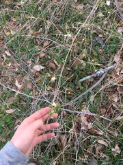 Lonicera fragrantissima