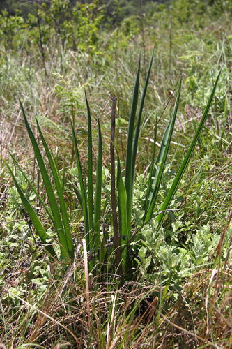 Subspecies Aloe cooperi cooperi · iNaturalist