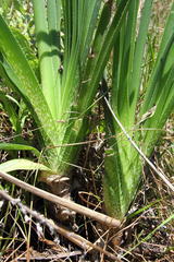 Aloe cooperi cooperi
