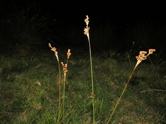 Juncus squarrosus