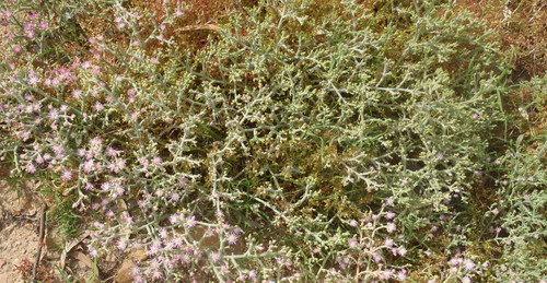 Mesembryanthemum articulatum