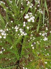 Phylica ericoides ericoides
