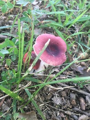 Russula vinacea