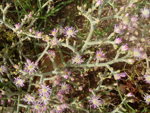 Mesembryanthemum articulatum