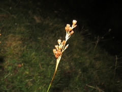 Juncus squarrosus