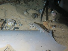 Penaeus