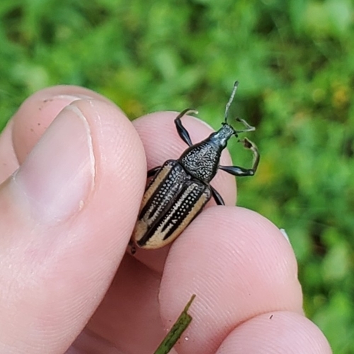 Diaprepes image