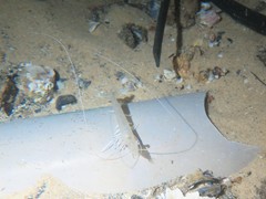 Penaeus