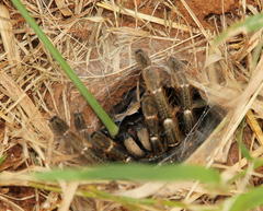 Ceratogyrus darlingi