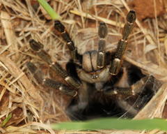 Ceratogyrus darlingi