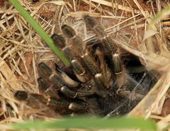 Ceratogyrus darlingi