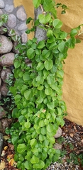 Hydrangea petiolaris