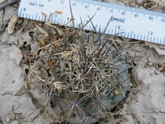 Coryphantha difficilis