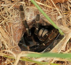 Ceratogyrus darlingi