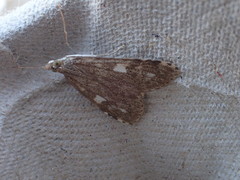 Udea olivalis