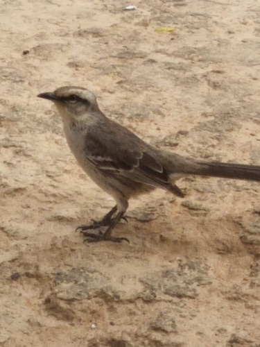 Chalk-browed Mockingbird