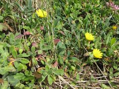 Calendula suffruticosa algarbiensis