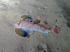 Blackspot Gurnard photo 3