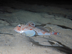Blackspot Gurnard photo 4