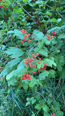 Viburnum opulus