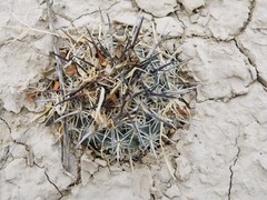 Coryphantha difficilis