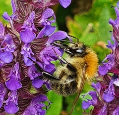Bombus pascuorum