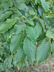Carpinus betulus