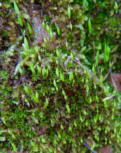 iNaturalist observation photo of Bryaceae