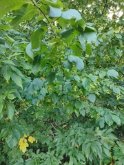Carpinus betulus