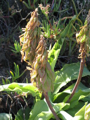 Veltheimia capensis