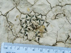 Ariocarpus kotschoubeyanus