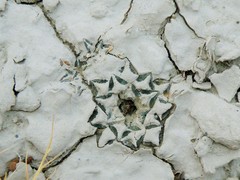 Ariocarpus kotschoubeyanus