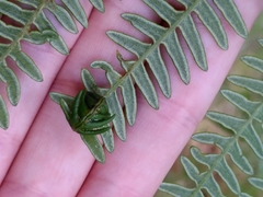 Chirosia grossicauda