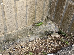 Hieroglyphus tonkinensis